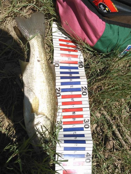 ノーシンカーリグ